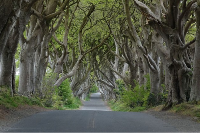 Dark Hedges, na Irlanda do Norte. Foto: Geograph user Colin Park licensed under CC BY-SA 2.0